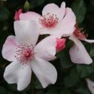 SWEET PRETTY (shrub)